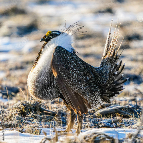 blue heron