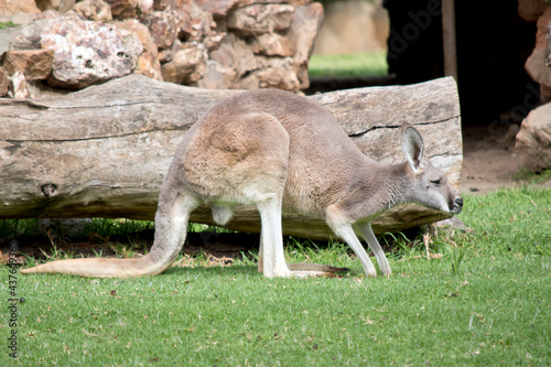 this is a young male red kangaroo
