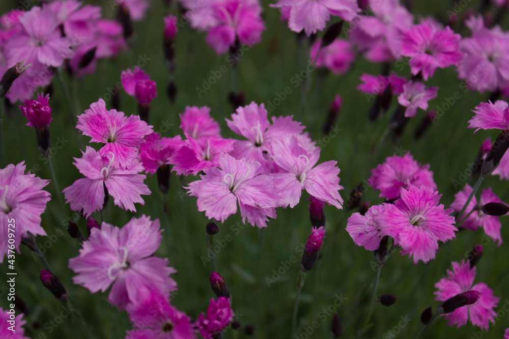 Carnation flower. 05.06.2021 17:00 Carnation flower. 05.06.2021 17:00