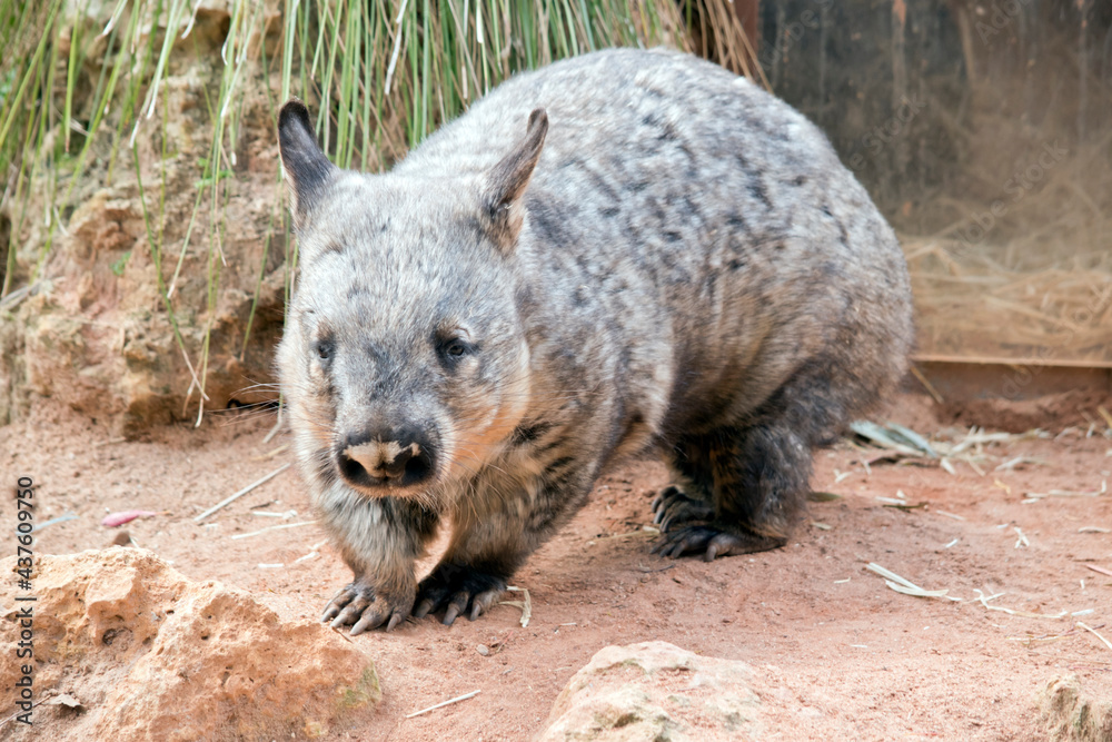 the hairy nosed wombat lives underground during the day