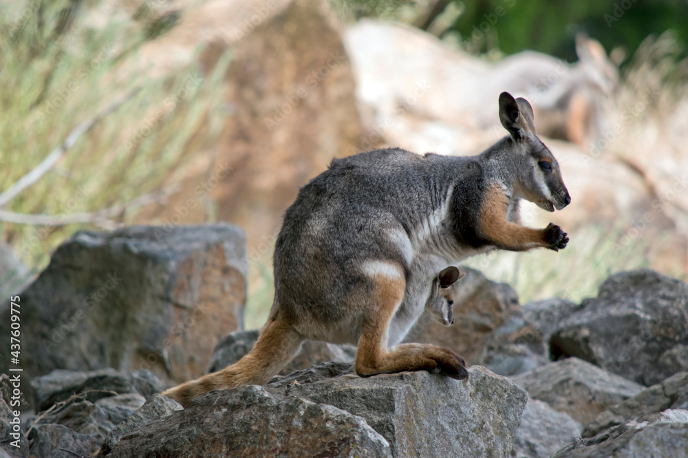 Naklejka premium the yellow footed rock wallaby has a joey in her pouch