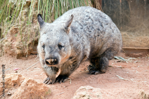 the hairy nosed wombat lives underground during the day © susan flashman