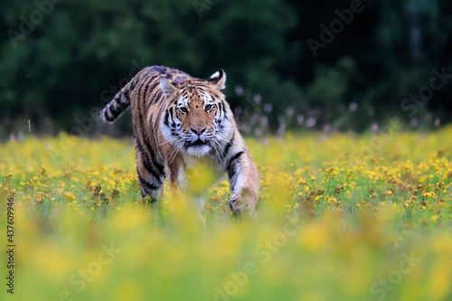 The largest cat in the world, Siberian tiger, Panthera Tigris altaica, running across a meadow full of yellow flowers directly to the camera. Impressionistic scene of the top predator in a nature. photo
