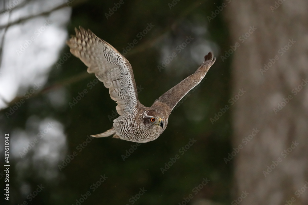 Obraz premium A huge bird of prey Goshawk, Accipiter gentilis, flying due a forest.
