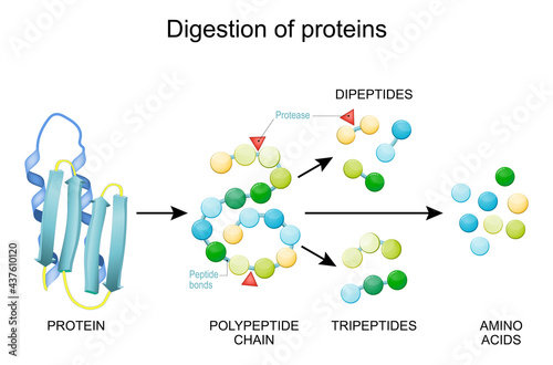 Protein Digestion. Enzymes photo