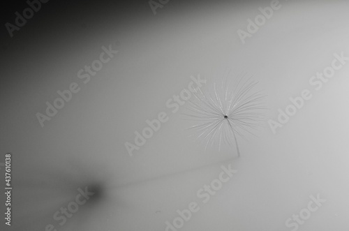 dandelion head © Overmoeller