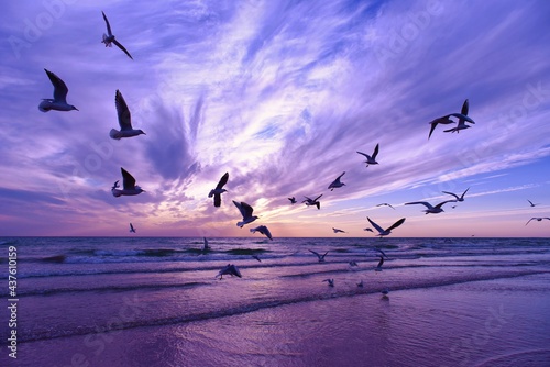 flock of birds by the sea photo