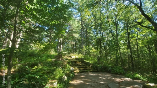 stairs in a forest