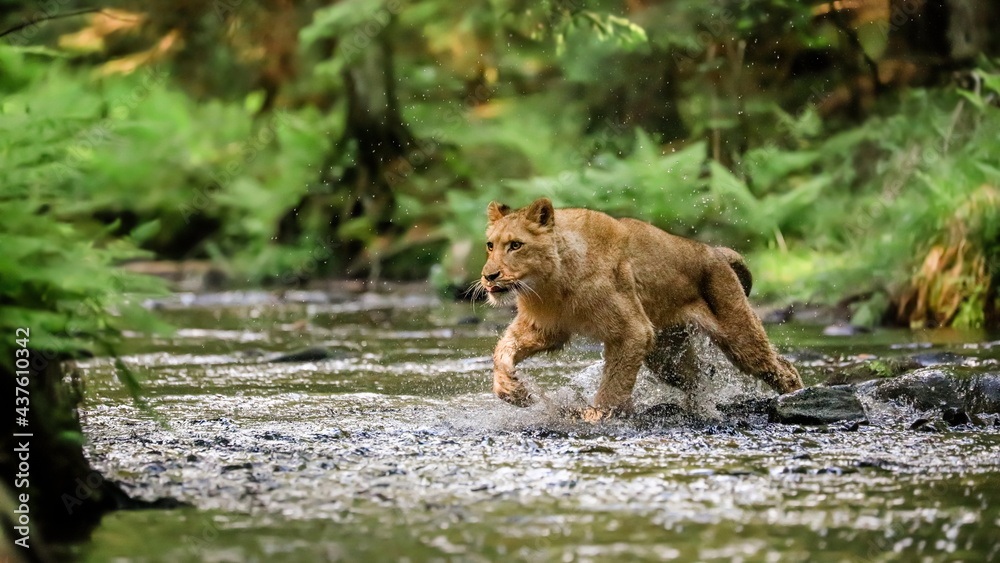 Close-up portrait of a lioness chasing a prey in a creek. Top predator in a natural environment. Lion, Panthera leo. - obrazy, fototapety, plakaty 