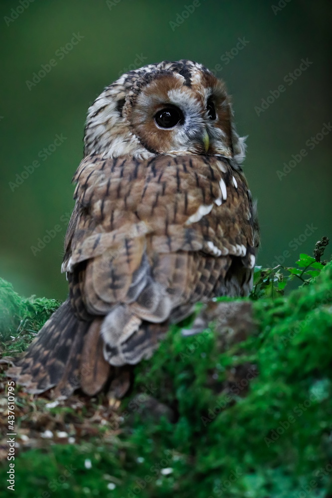 Fototapeta premium Close-up portrait of a beautiful owl on a colorful background of an autumn forest. Tawny Owl, Strix aluco.