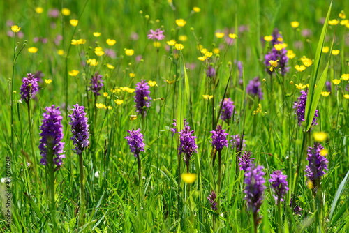 Southern marsh Orchid, Jersey, U.K. Spring marsh wildflowers.