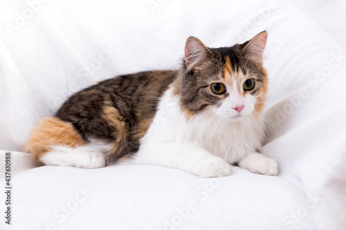 Closeup of beautiful calico-tabby cat with dilated pupils and intense expression lying down on white background