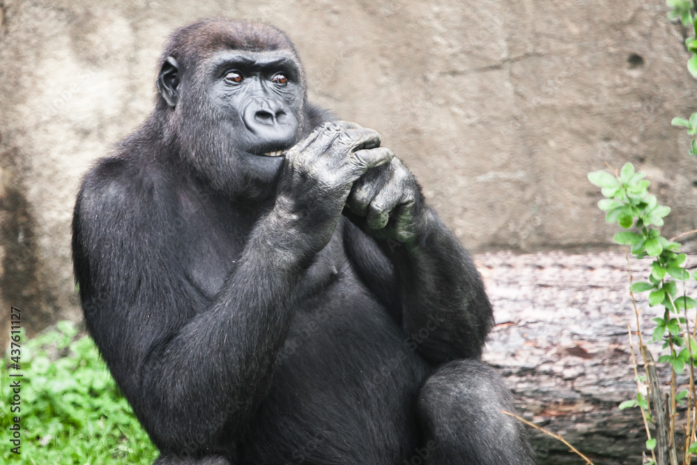 gorilla female sitting holding her hands by her face looks attentively