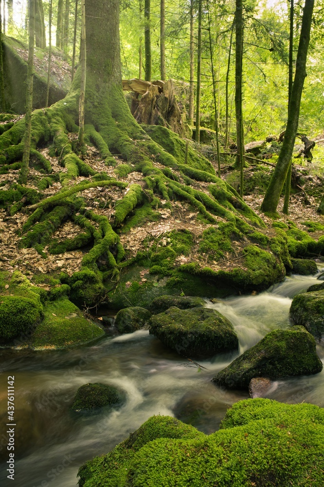 Obraz premium offene Wurzel am Bachlauf