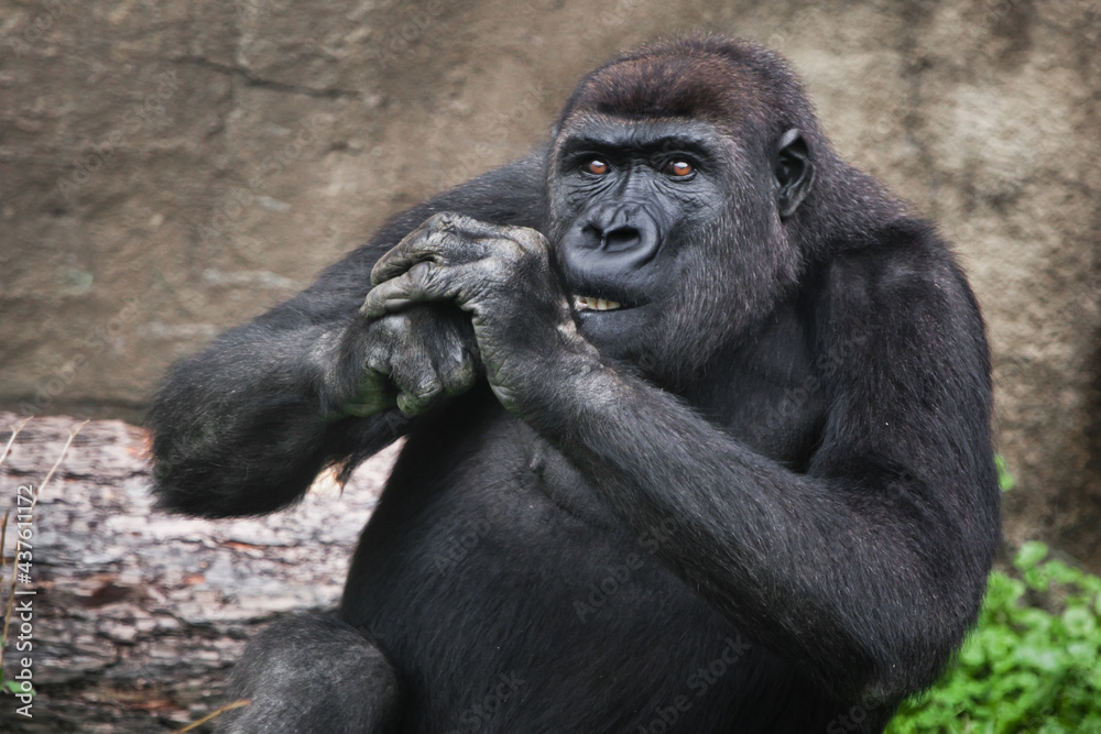  female gorilla gnaws something while holding her hands at the muzzle pulls back, gorilla gnaws,