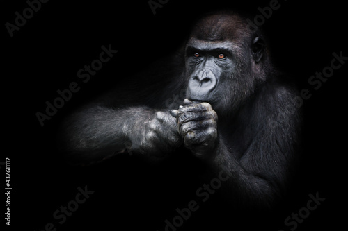 Attentive gorilla female sits holding her hands and does something near her face looks attentively © Mikhail Semenov