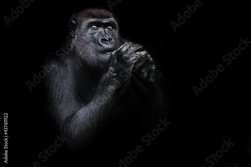 illuminated gorilla female as if holding hands prayerfully near her face looks attentively