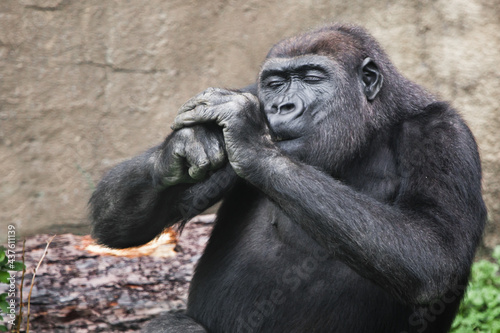 female gorilla with hands at the muzzle, funny as if lighting a cigarette © Mikhail Semenov