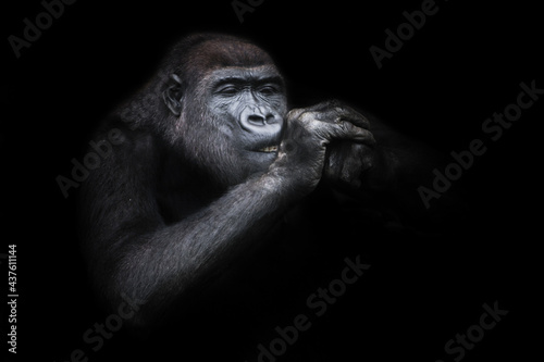Squinting female gorilla with hands at the muzzle close-up, funny as if lighting a cigarette © Mikhail Semenov