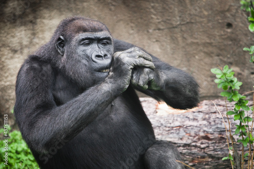 Diligent female gorilla gnaws something while holding her hands at the muzzle pulls back, gorilla gnaws, © Mikhail Semenov