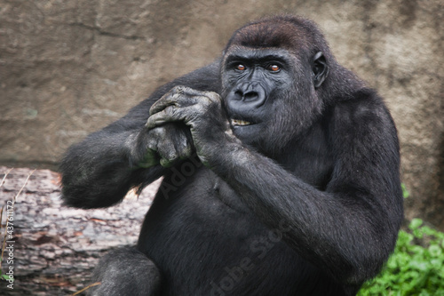  female gorilla gnaws something while holding her hands at the muzzle pulls back, gorilla gnaws, © Mikhail Semenov