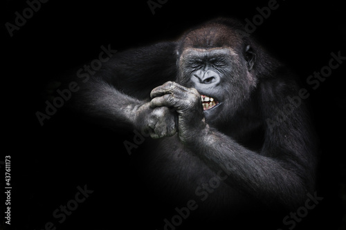 Funny female gorilla diligently gnaws something hard bared her teeth, screwing up her eyes from effort, holding her hands near the muzzle