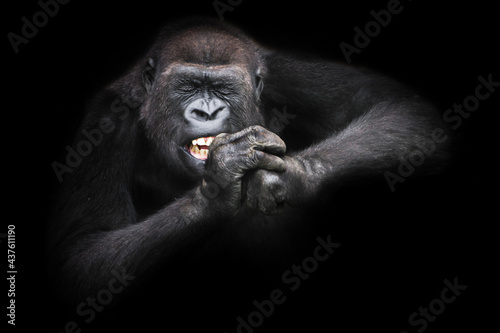 The diligence and perseverance of a female gorilla with bared teeth and squinting, closing her eyes gnawing a hard object, food