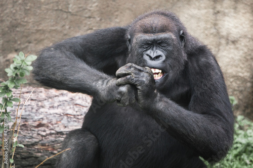 A female gorilla with bared teeth and squinting, closing her eyes gnawing a hard object, food, upper body