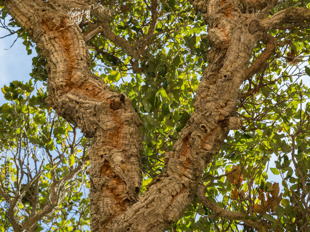 Gnarled Trunks of a Cork Tree in California