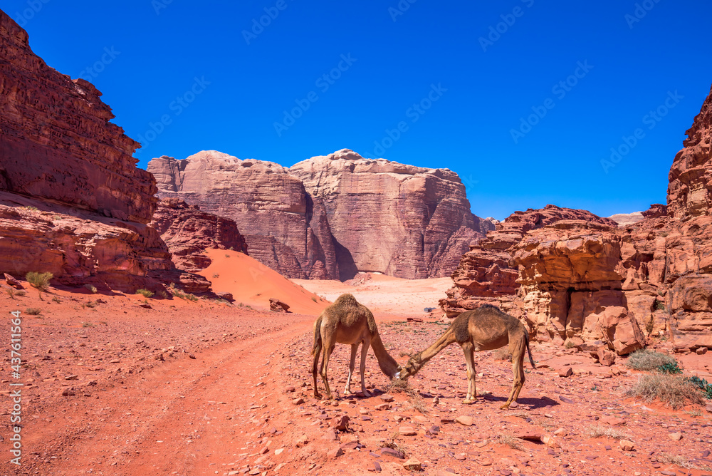 Wadi Rum, Jordan - Red samd dunes, Arabia Desert Wadi Rum, Jordan - Red samd dunes, Arabia Desert