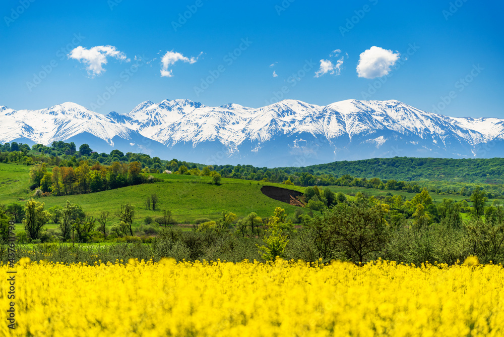 Snowy Carpathian Mountains and rapeseed field - Spring in Romania