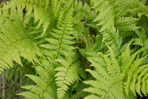Young fern. 05.06.2021 17 30