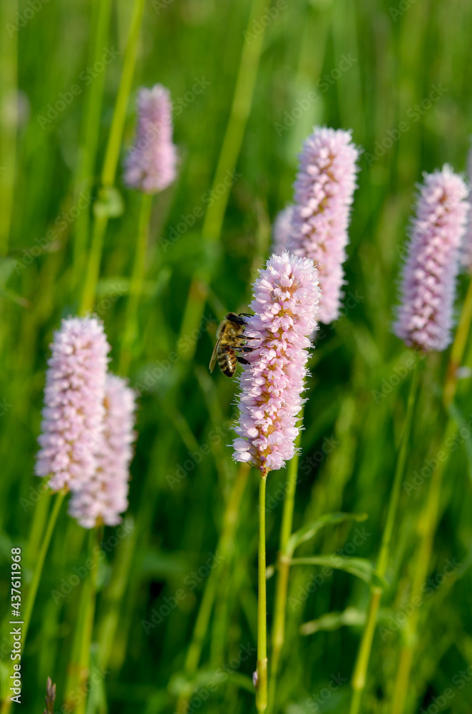 macro image bee on pink flower
