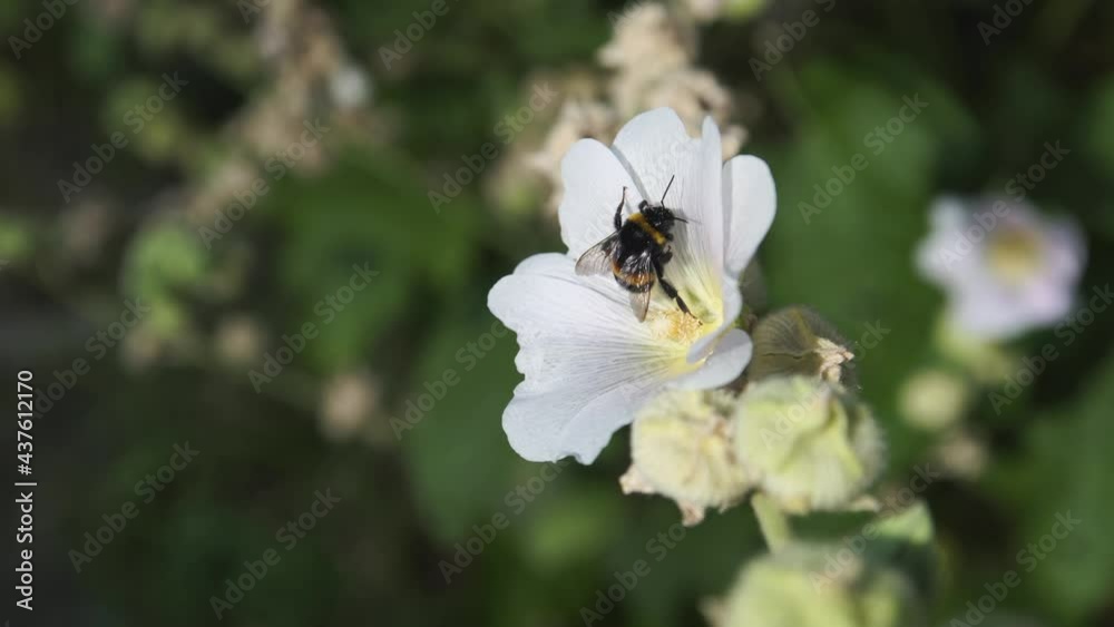Bumblebee pollinates garden flower. Spring or early summer outdoor. Bumblebee pollinates garden flower. Spring or early summer outdoor.