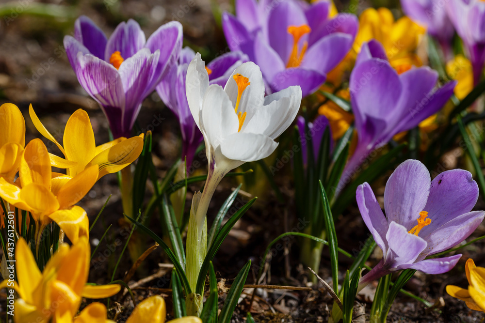 Beautiful flowers of crocuses. Crocuses is springtime early-flowering bulbs in spring garden Beautiful flowers of crocuses. Crocuses is springtime early-flowering bulbs in spring garden
