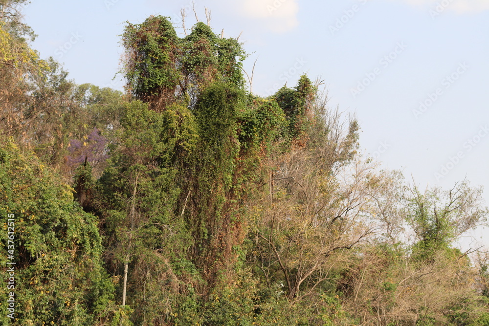 Obraz premium trees in the forest