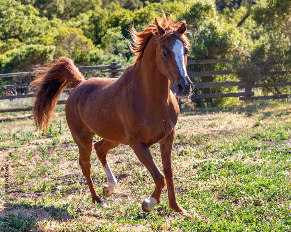 Obraz premium Arabian Mare Horse Trotting in Her Pasture With Her Mane and Tail Flowing in the Breeze