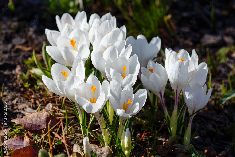 White crocuses growing on the ground in early spring. First spring flowers blooming in garden. Spring meadow full of white crocuses, Bunch of crocuses. White crocus blossom in spring garden White crocuses growing on the ground in early spring. First spring flowers blooming in garden. Spring meadow full of white crocuses, Bunch of crocuses. White crocus blossom in spring garden
