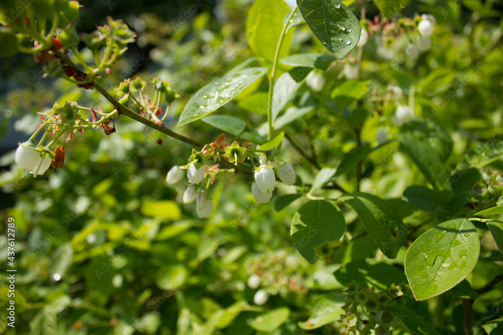 Young Blueberry.05.06.2021 17:15 Young Blueberry.05.06.2021 17:15