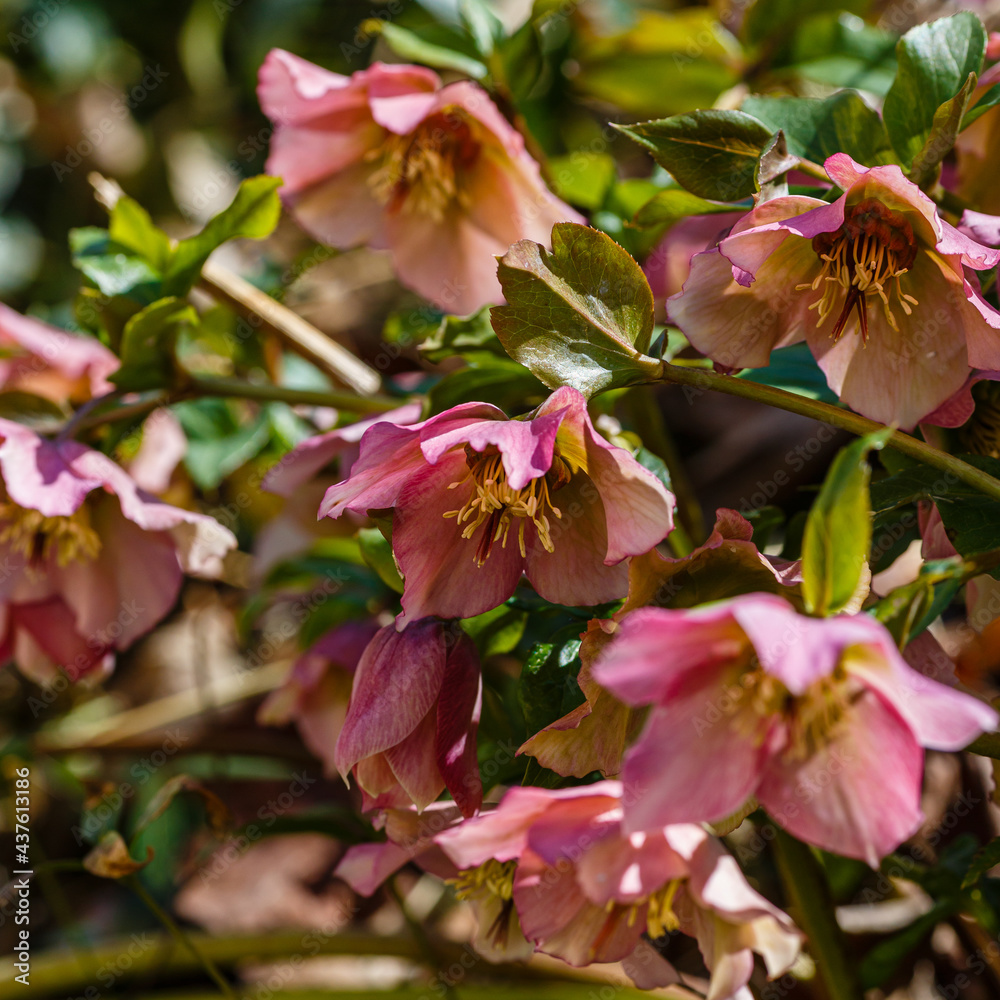 Obraz premium Helleborus orientalis flowered pink blossoms in the garden in spring