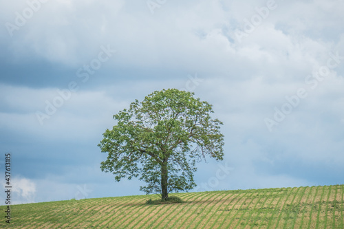 Einzelner Baum im Feld
