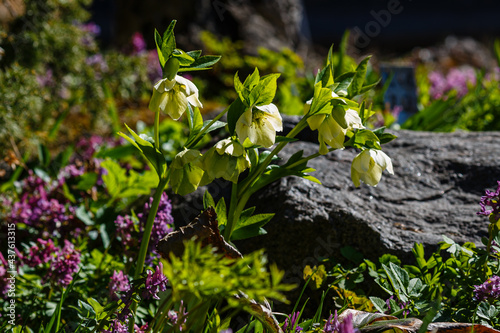 Beautiful fresh green hellebore (Helleborus odorus) in spring garden photo