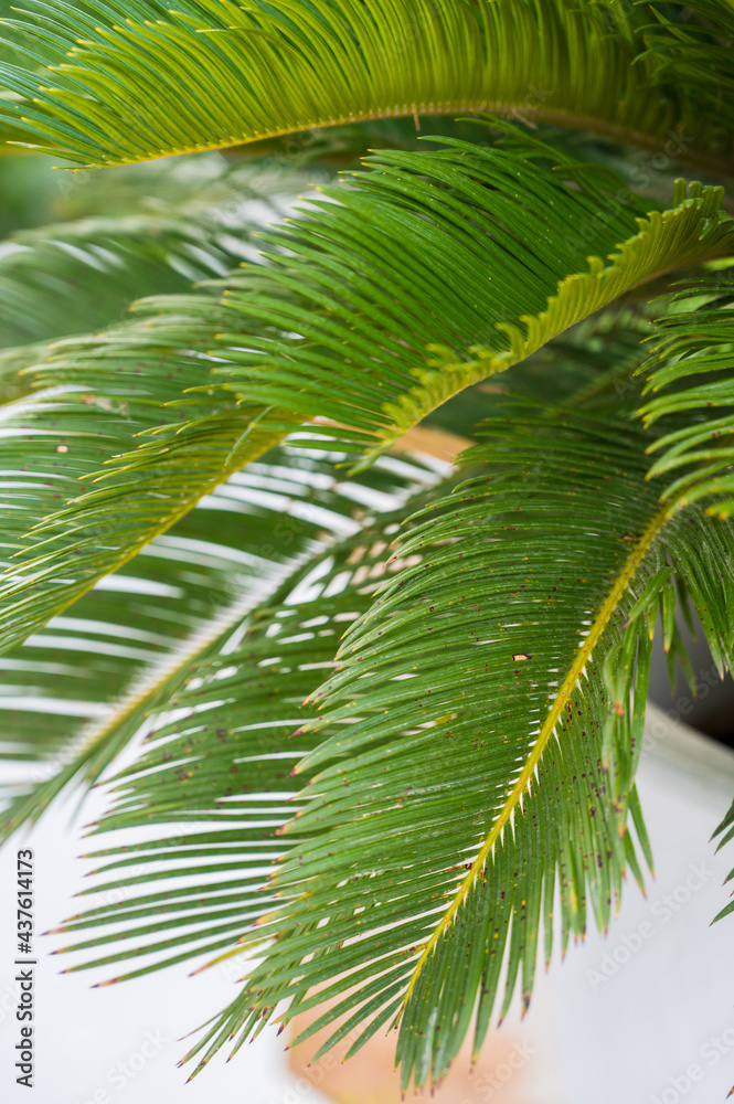 Fototapeta premium Palm branches with white cloudy sky on background. Close-up. Nature background.