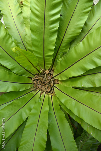Tropical plant leaves top view