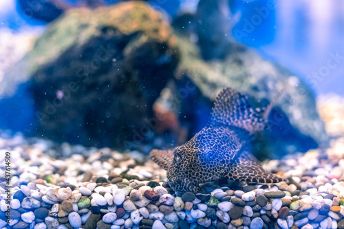 Diamond or Pearl Cichlazoma, Herichthys carpintis, kept in a home aquarium photo