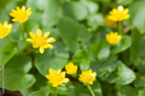 Green soy plants with yellow flowers  use as a background or texture