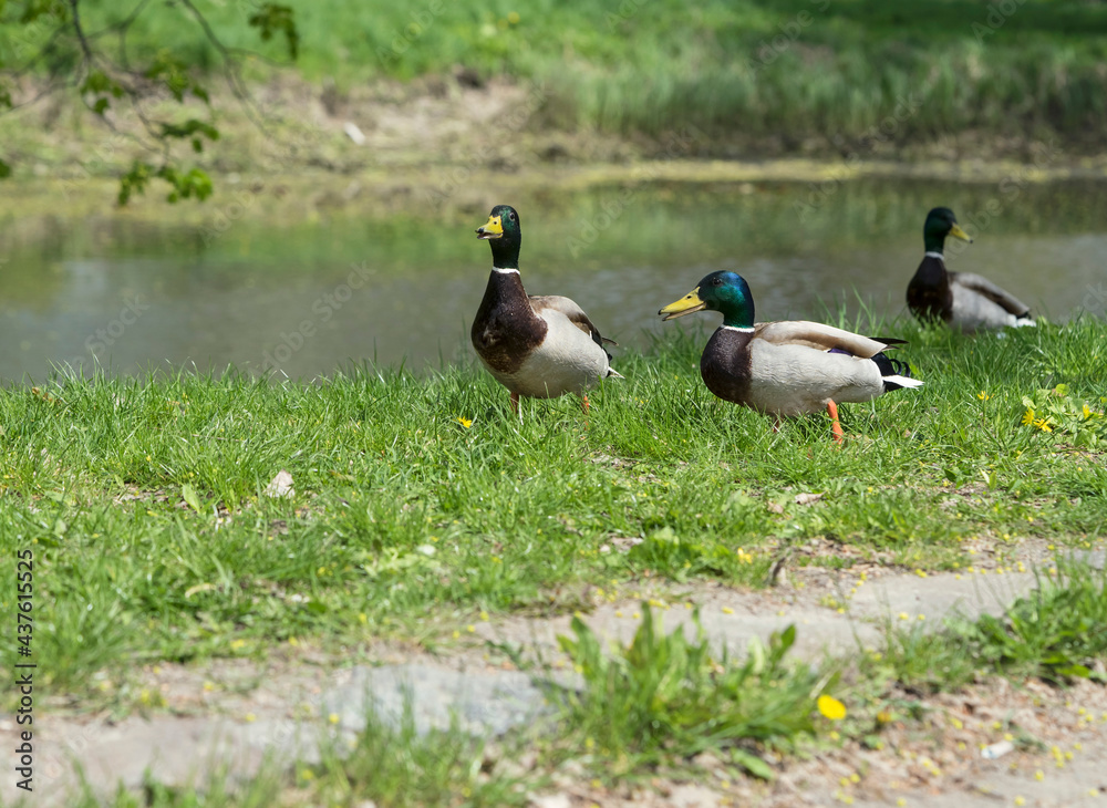 domestic drake ducks in nature near the pond domestic drake ducks in nature near the pond