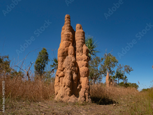 Tall cathedral termite mound in Top End Australia photo