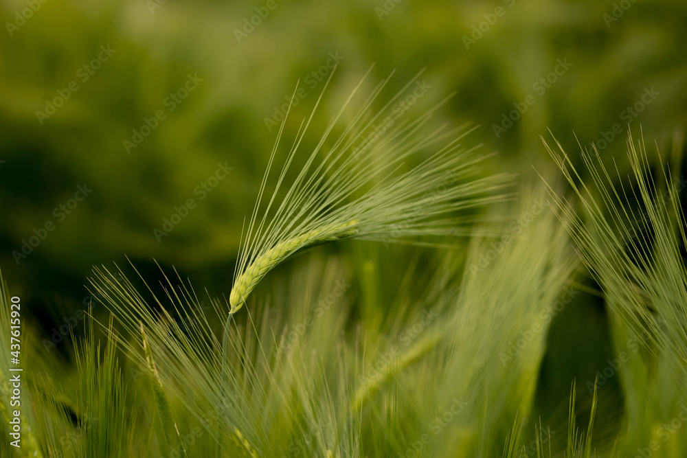 Fototapeta premium Ripening ears of meadow wheat field. Rich harvest Concept. Ears of green wheat close up.