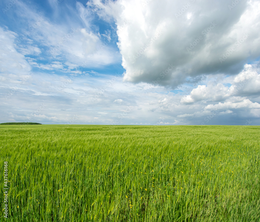 Panorama of a wheat field in Ukraine against the background of sky and clouds